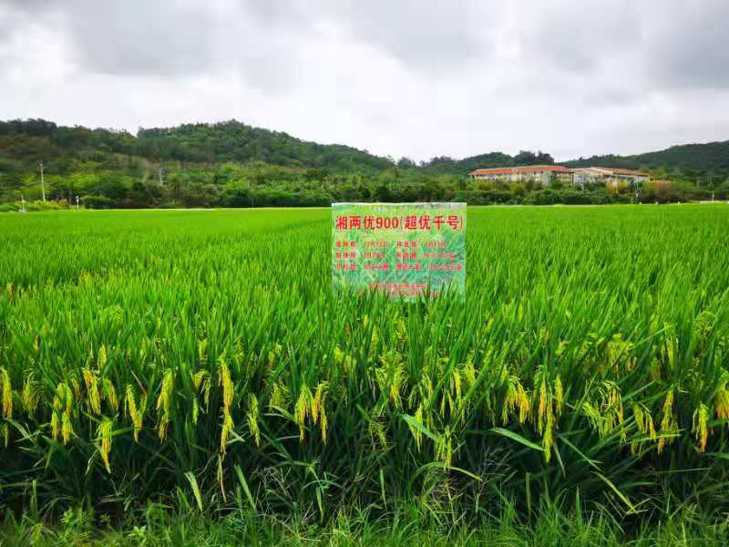 袁隆平团队热带地区首次实现超级稻较大面积种植亩产超1000公斤