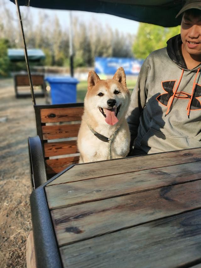 在宠物学校生活的柴犬“登登”。受访者供图