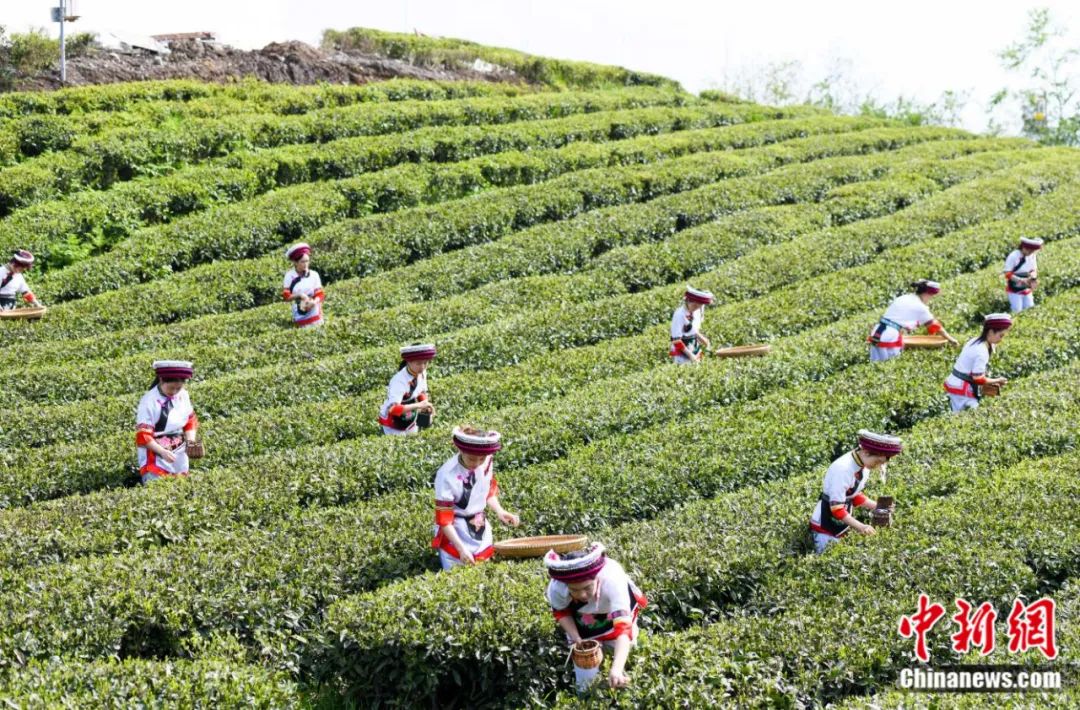 湖南张家界桑植县的白族村民在云上茶园桑植白茶银杏塔基地采摘白茶。<a target='_blank' href='/'><p  align=