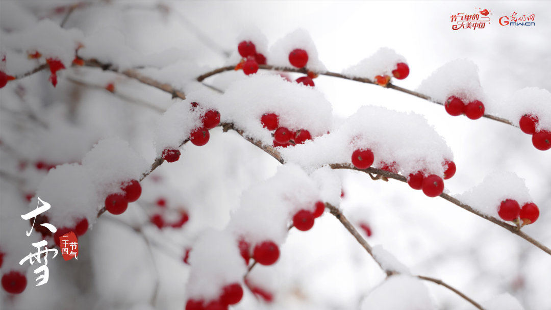 来自大雪的信丨大雪：冬盈一岁满，雪落有清欢